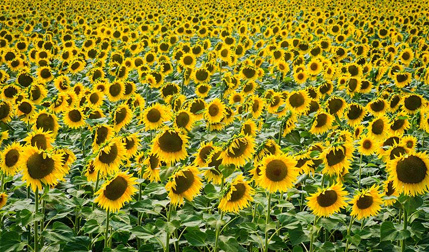Sunflowers